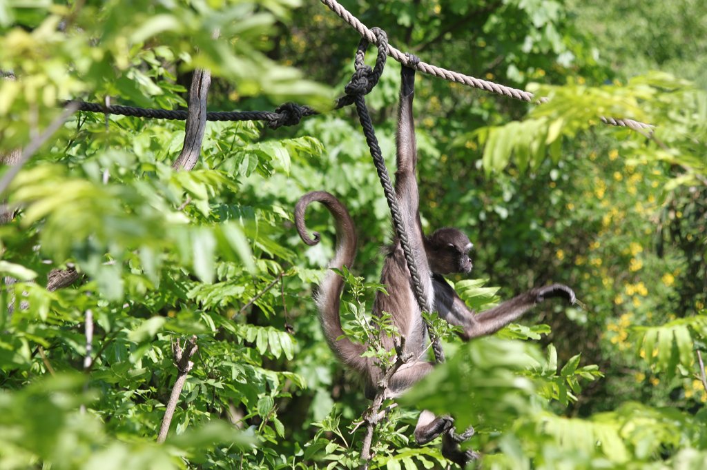IMG_7913.JPG - Spider monkey  http://en.wikipedia.org/wiki/Spider_monkey 