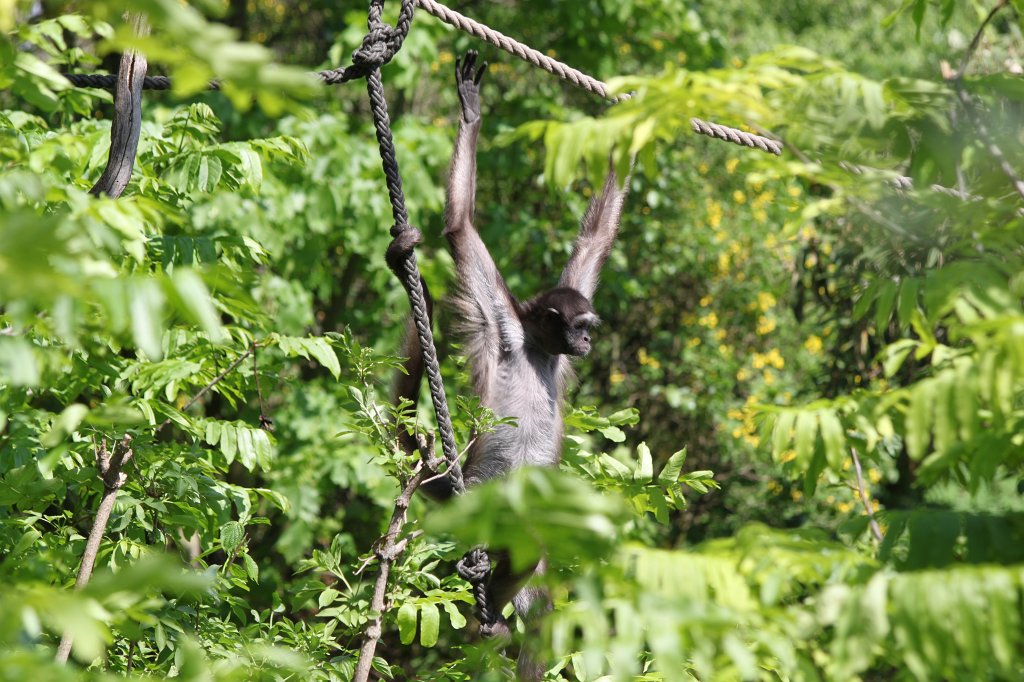 IMG_7915.JPG - Spider monkey  http://en.wikipedia.org/wiki/Spider_monkey 