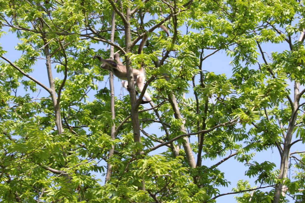 IMG_7919.JPG - Spider monkey  http://en.wikipedia.org/wiki/Spider_monkey 