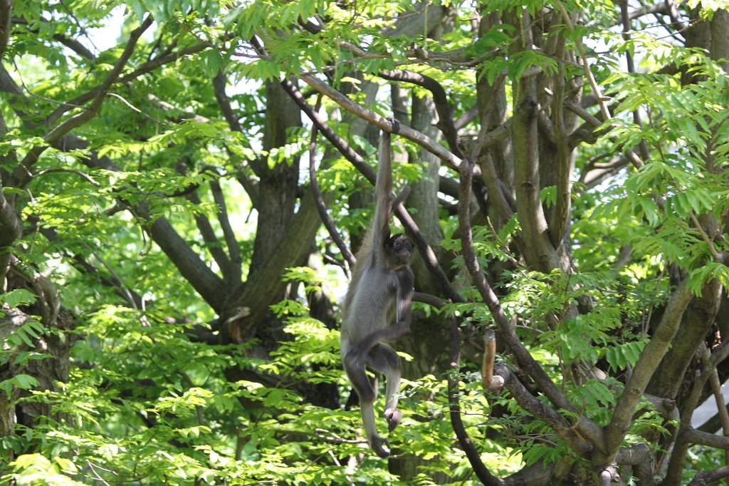 IMG_7932.JPG - Spider monkey  http://en.wikipedia.org/wiki/Spider_monkey 
