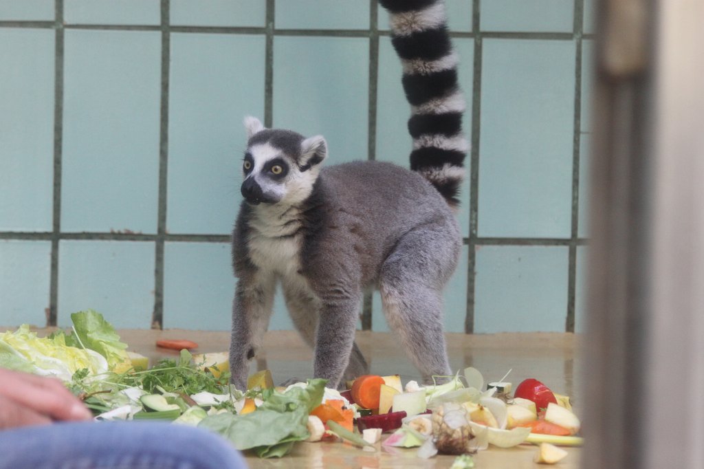 IMG_7955.JPG - Ring-tailed lemur  http://en.wikipedia.org/wiki/Ring-tailed_lemur 