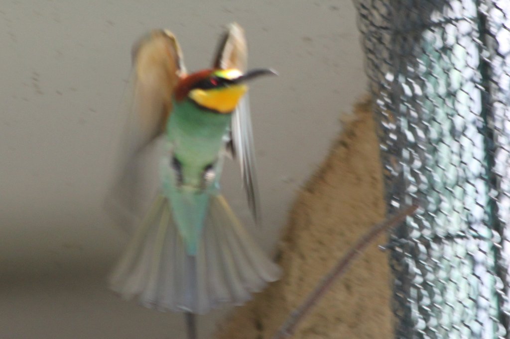 IMG_7978.JPG - Bird in Vogelbüsche