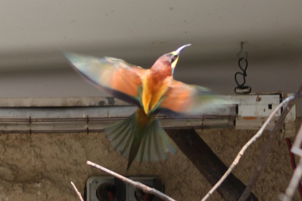 IMG_7980.JPG - Bird in Vogelbüsche