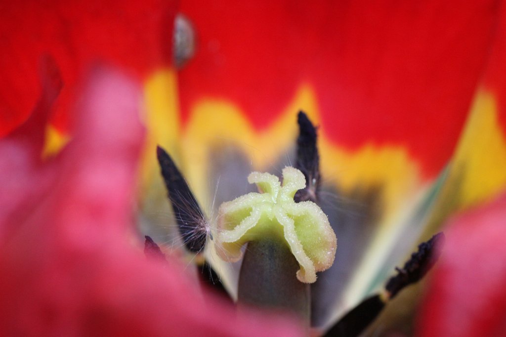 IMG_8039.JPG - Tulip