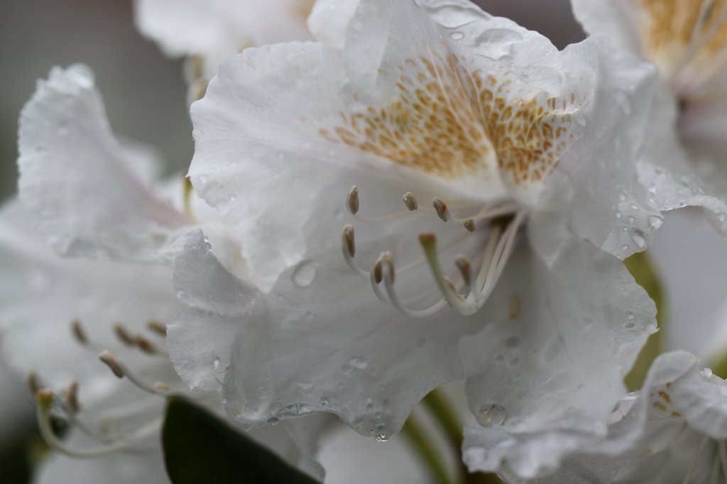 IMG_8041.JPG - Rhododendron opening  http://en.wikipedia.org/wiki/Rhododendron 