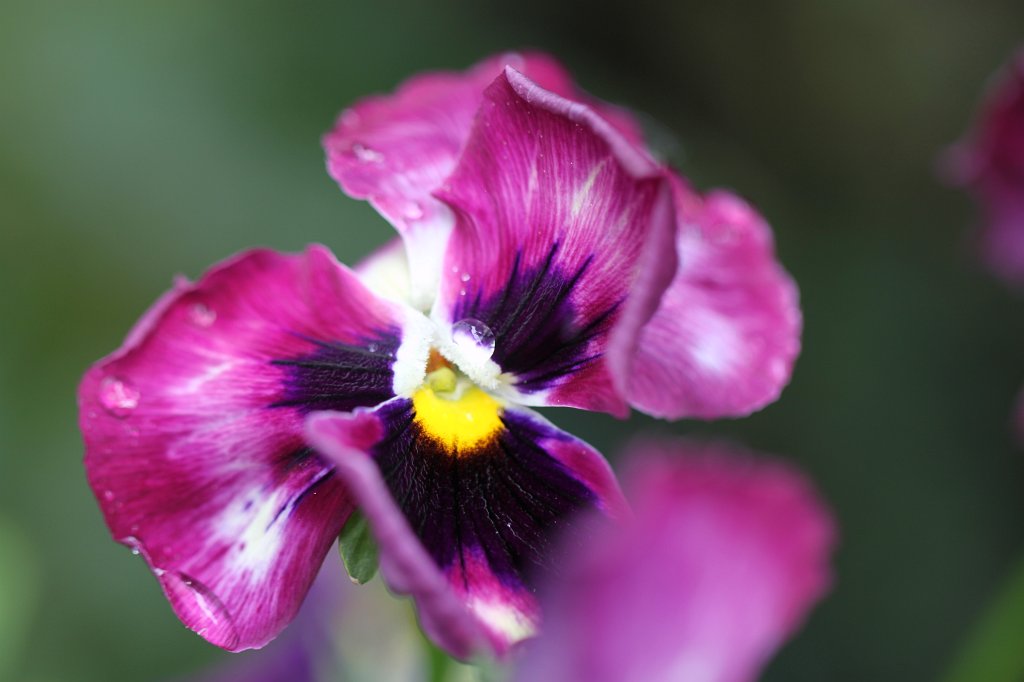 IMG_8048.JPG - Pansy  http://en.wikipedia.org/wiki/Pansy 