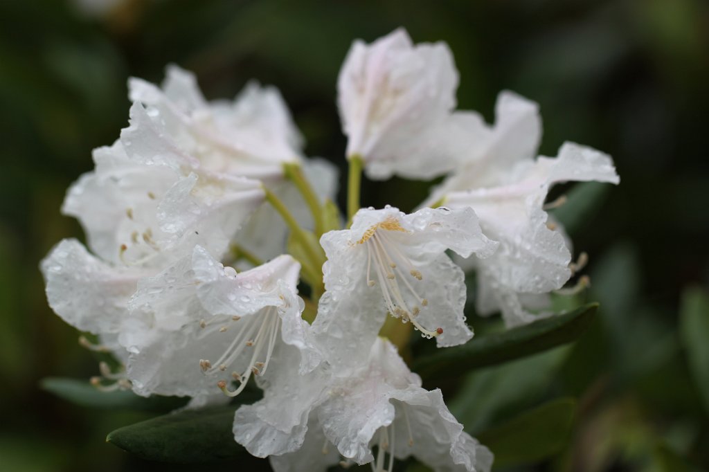 IMG_8056.JPG - Wet Rhododendron  http://en.wikipedia.org/wiki/Rhododendron 