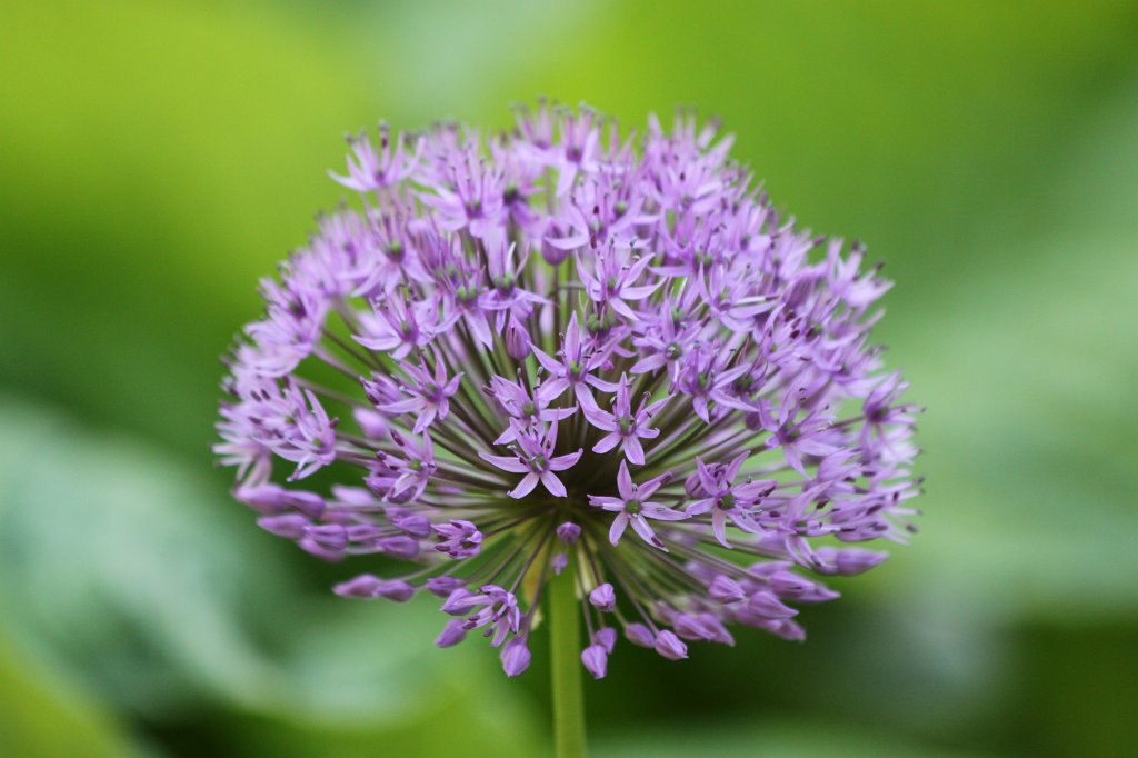 IMG_8084.JPG - Hosta  http://en.wikipedia.org/wiki/Hosta 