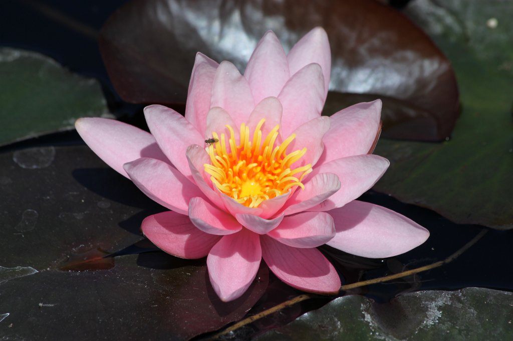 IMG_8086.JPG - Water-lilies  http://en.wikipedia.org/wiki/Nymphaeaceae 