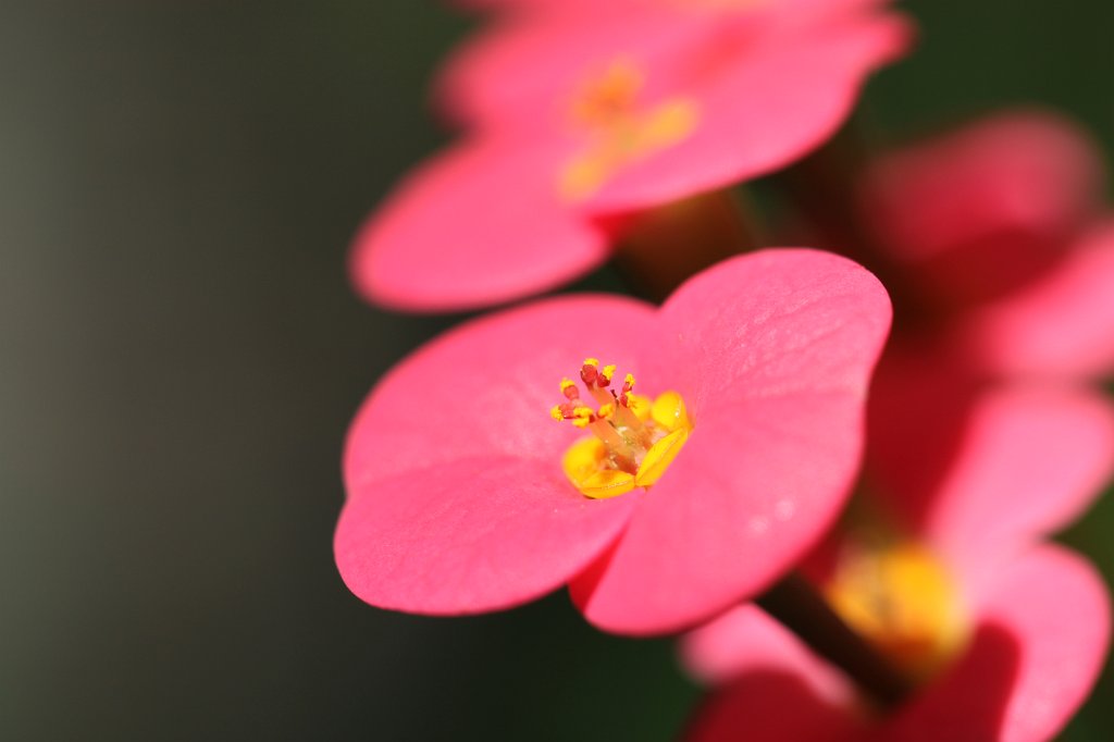 IMG_8095.JPG - Flower