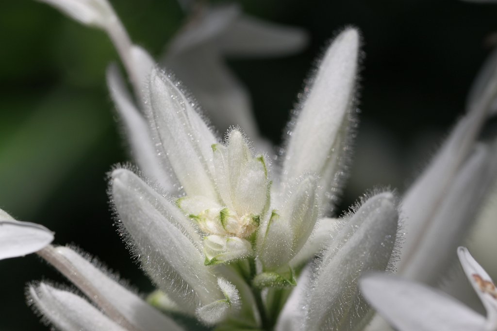 IMG_8114.JPG - Whitfieldia  http://en.wikipedia.org/wiki/Whitfieldia  elongata