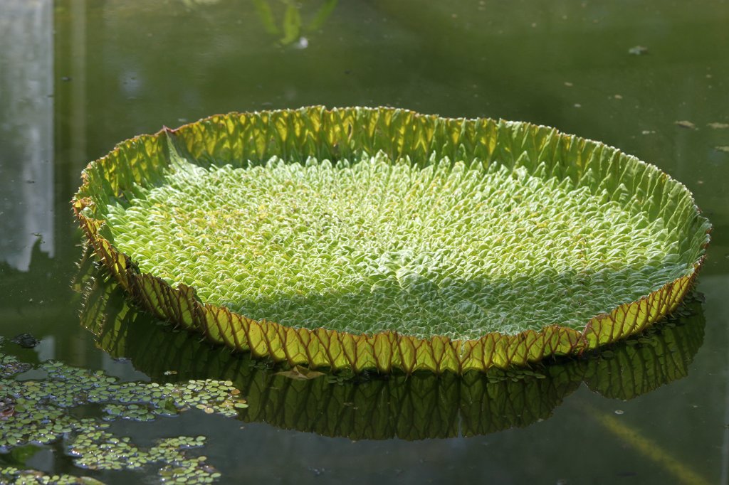 IMG_8126.JPG - Swimming leaf