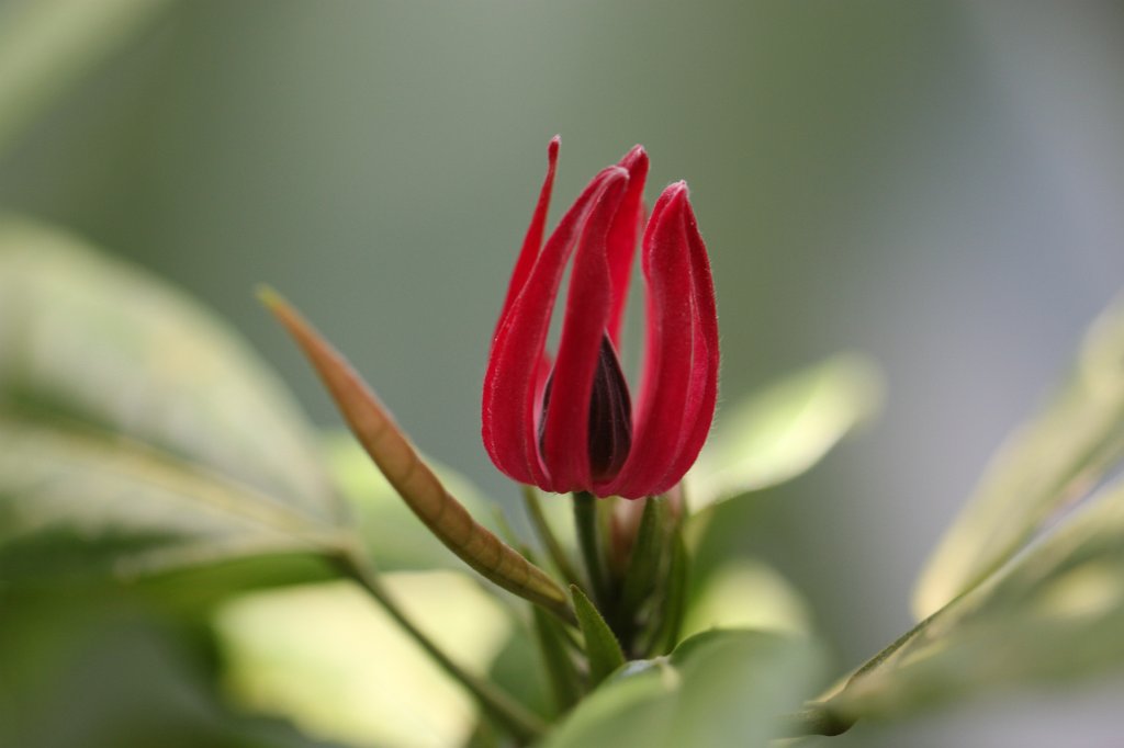 IMG_8154.JPG - Tropical flower