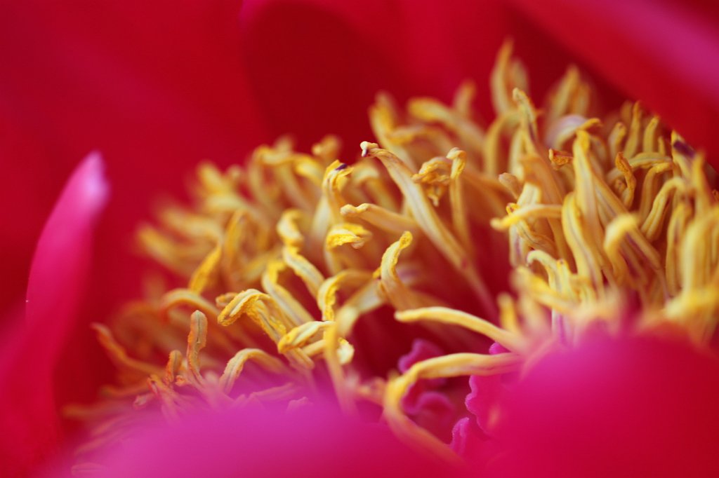 IMG_8167.JPG - Peony  http://en.wikipedia.org/wiki/Peony 