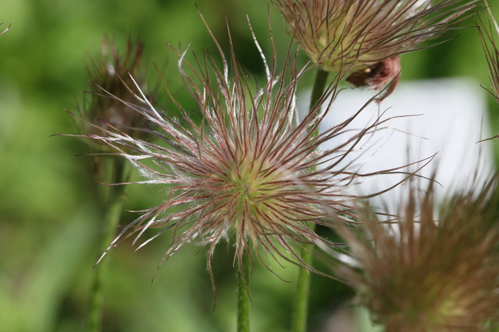 IMG_8191.JPG - Flower