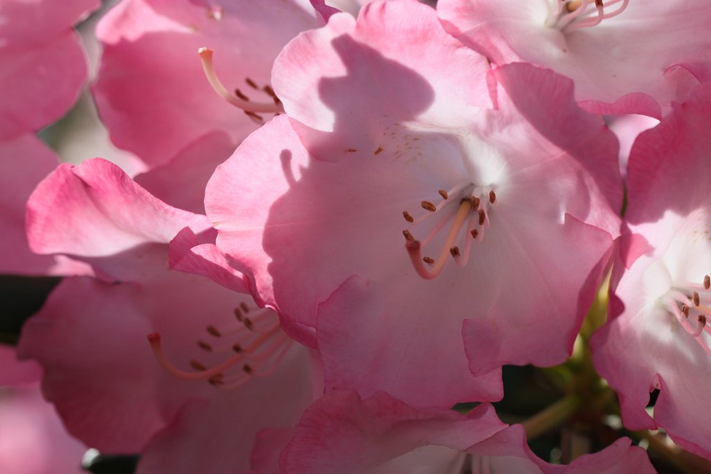 IMG_8208.JPG - Rhododendron  http://en.wikipedia.org/wiki/Rhododendron 
