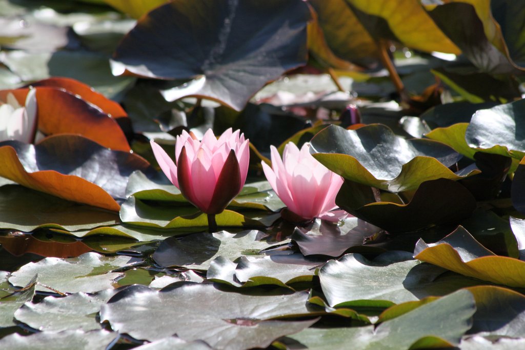 IMG_8261.JPG - Water-lilies  http://en.wikipedia.org/wiki/Nymphaeaceae 