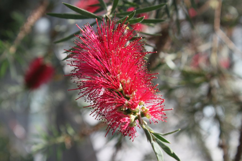 IMG_8266.JPG - Callistemon citrinus  http://en.wikipedia.org/wiki/Callistemon_citrinus 