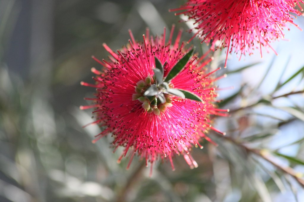 IMG_8271.JPG - Callistemon citrinus  http://en.wikipedia.org/wiki/Callistemon_citrinus 