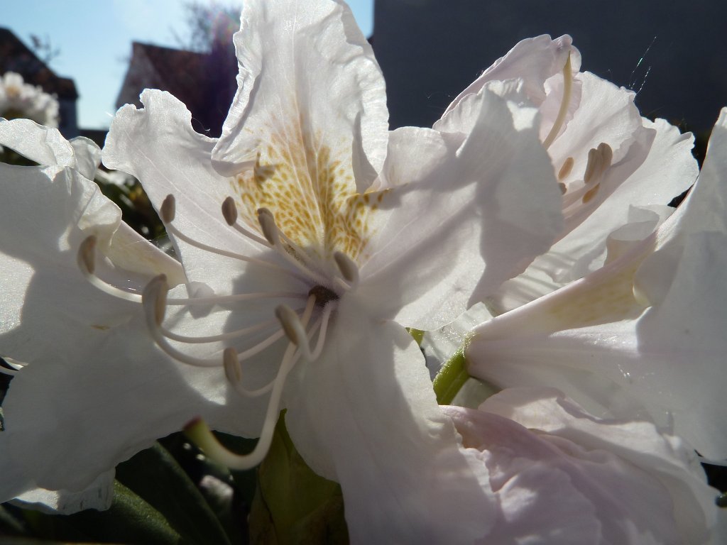 P1060870.JPG - Rhododendron  http://en.wikipedia.org/wiki/Rhododendron 