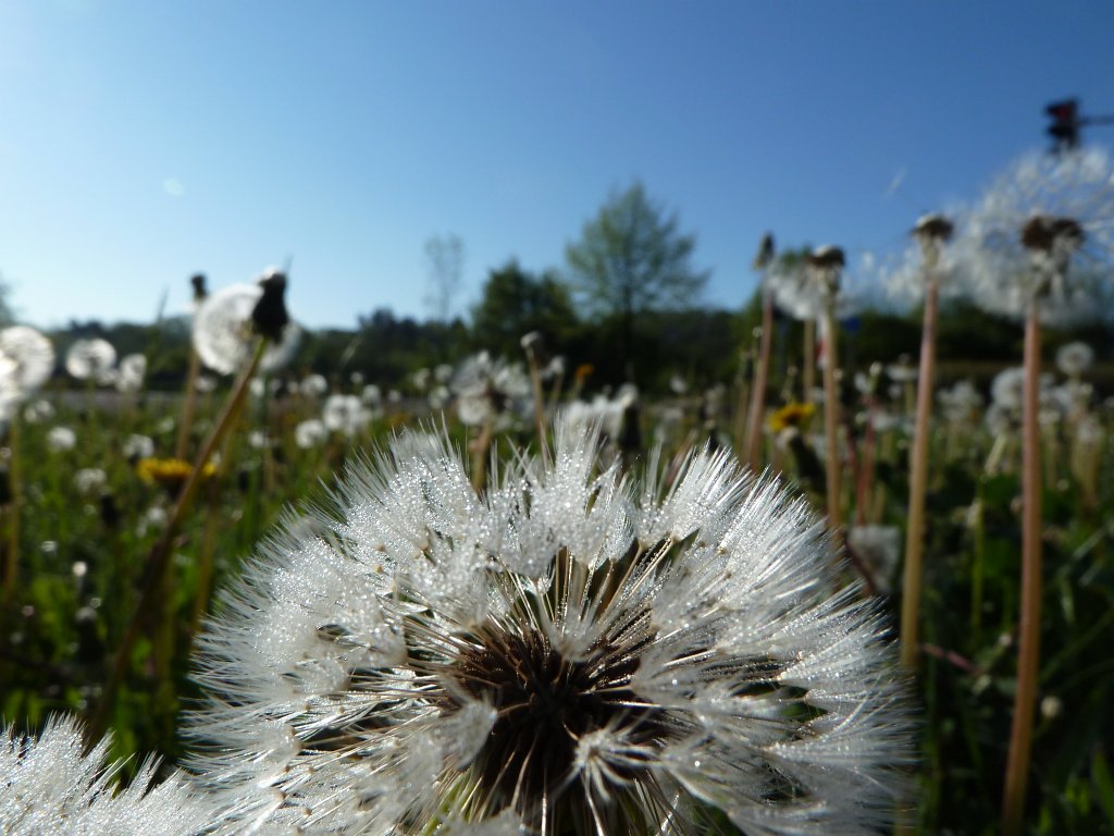 P1060875.JPG - Dandelion  http://en.wikipedia.org/wiki/Taraxacum_officinale 
