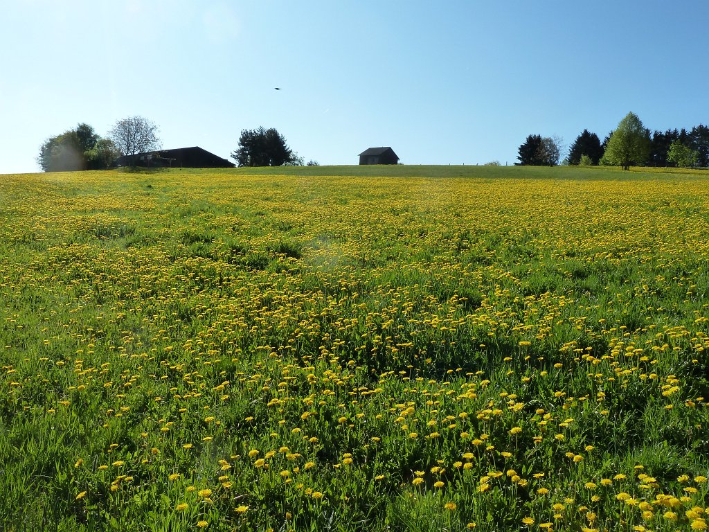 P1060920.JPG - Dandelion  http://en.wikipedia.org/wiki/Taraxacum_officinale 