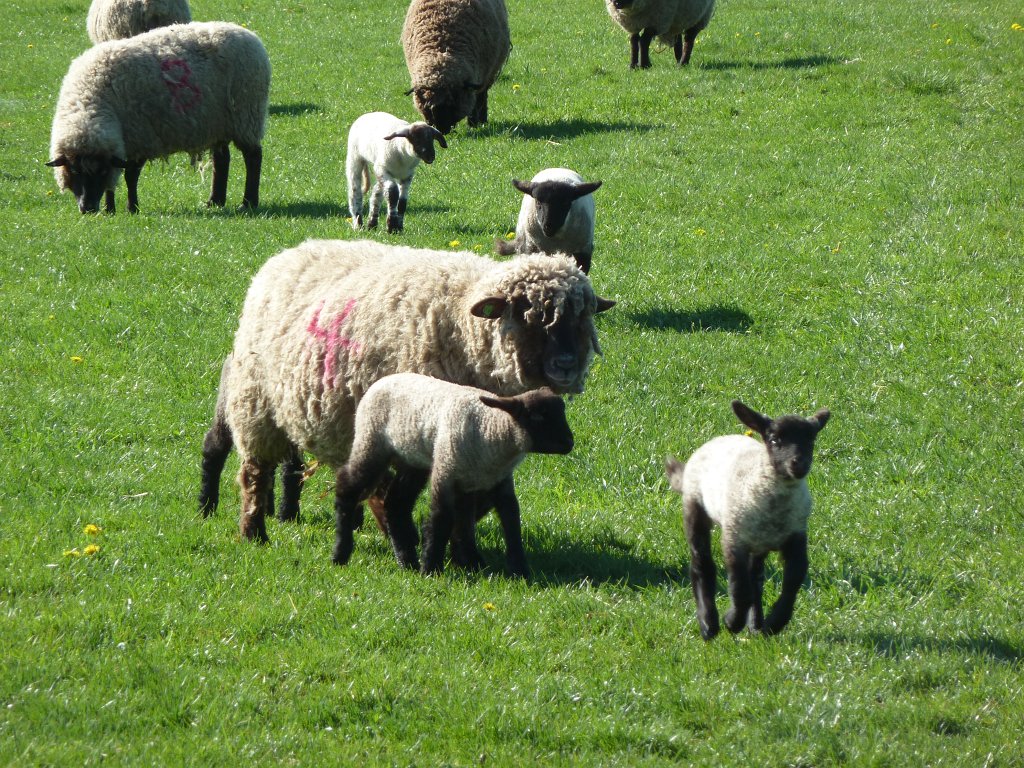 P1060932.JPG - Sheep  http://en.wikipedia.org/wiki/Sheep 