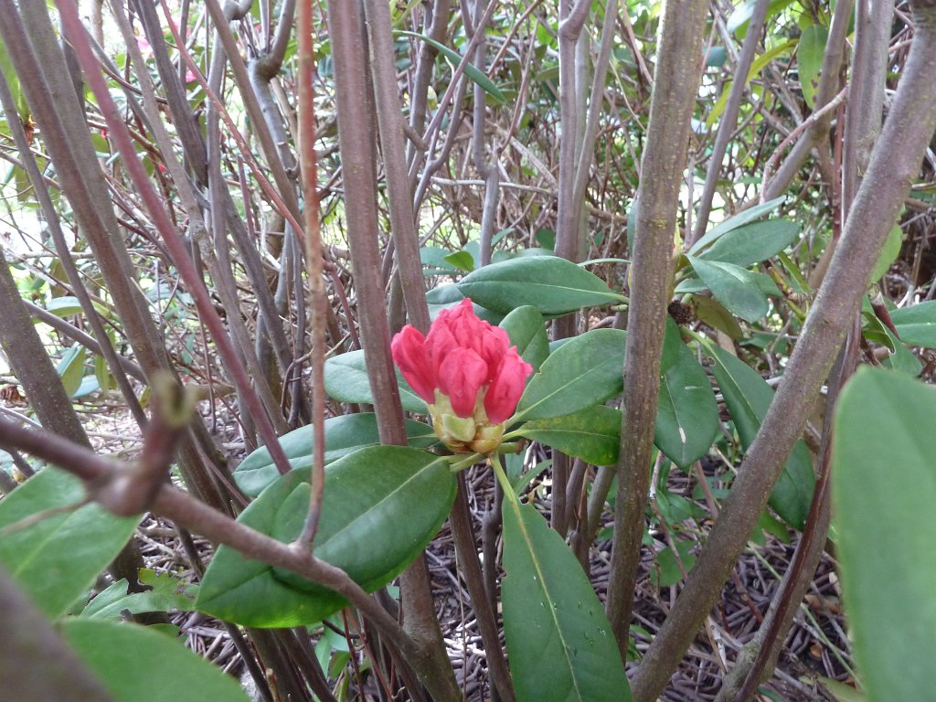 P1060970.JPG - Red wet Rhododendron  http://en.wikipedia.org/wiki/Rhododendron 