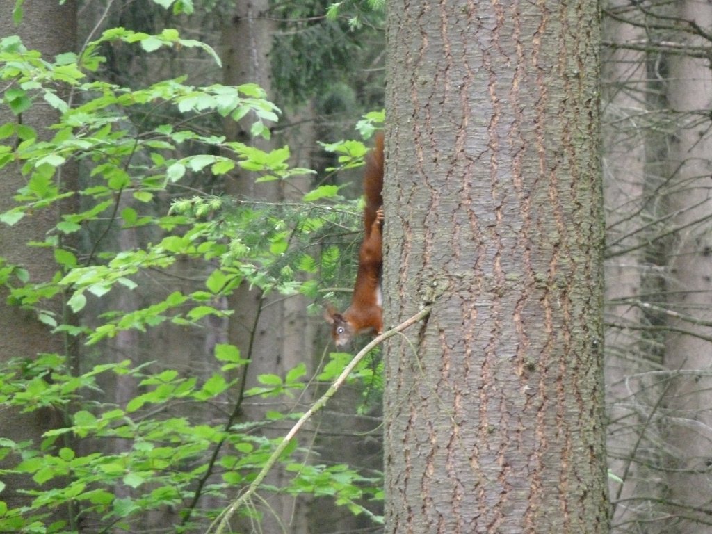 P1060980.JPG - Red squirrel  http://en.wikipedia.org/wiki/Red_squirrel 