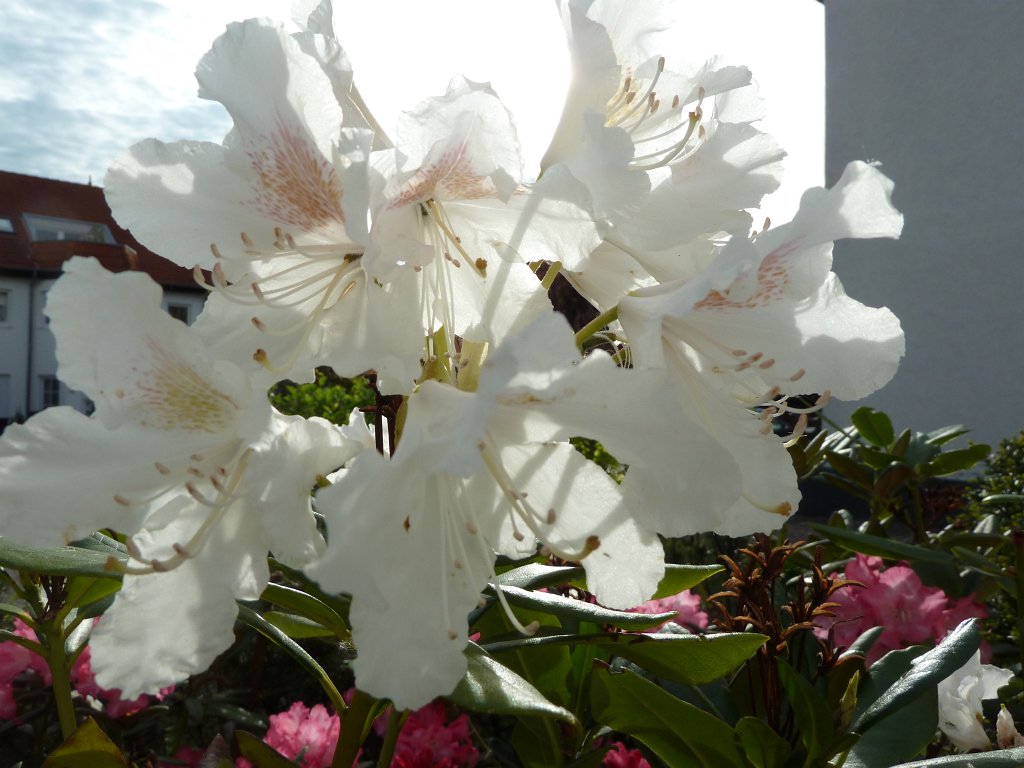 P1060997.JPG - White Rhododendron  http://en.wikipedia.org/wiki/Rhododendron 