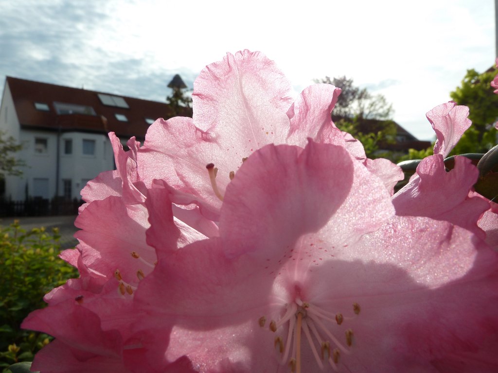 P1060999.JPG - Red Rhododendron  http://en.wikipedia.org/wiki/Rhododendron 