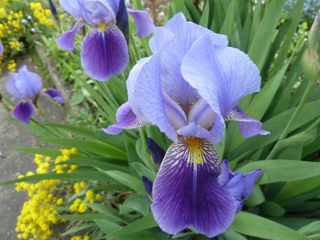 P1070016.JPG - Lilium