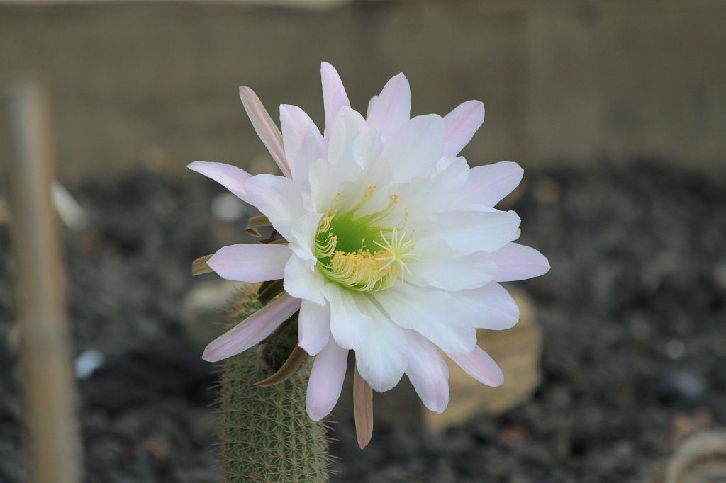 IMG_8758.JPG - Cactus