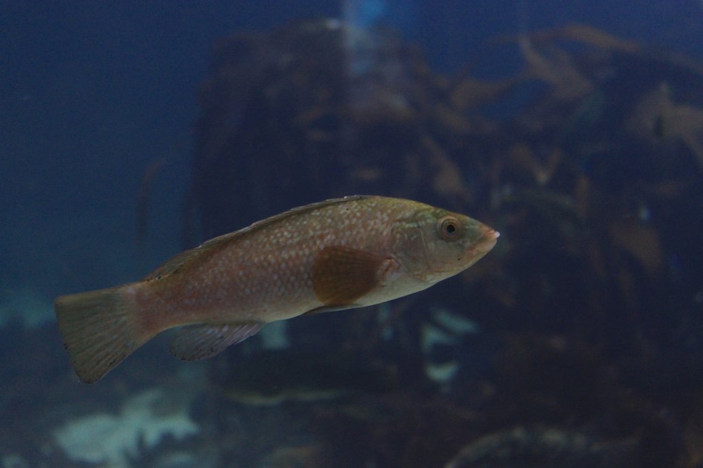 IMG_0267.JPG - Bergnebb (Goldsinny wrasse)  http://en.wikipedia.org/wiki/Ctenolabrus 