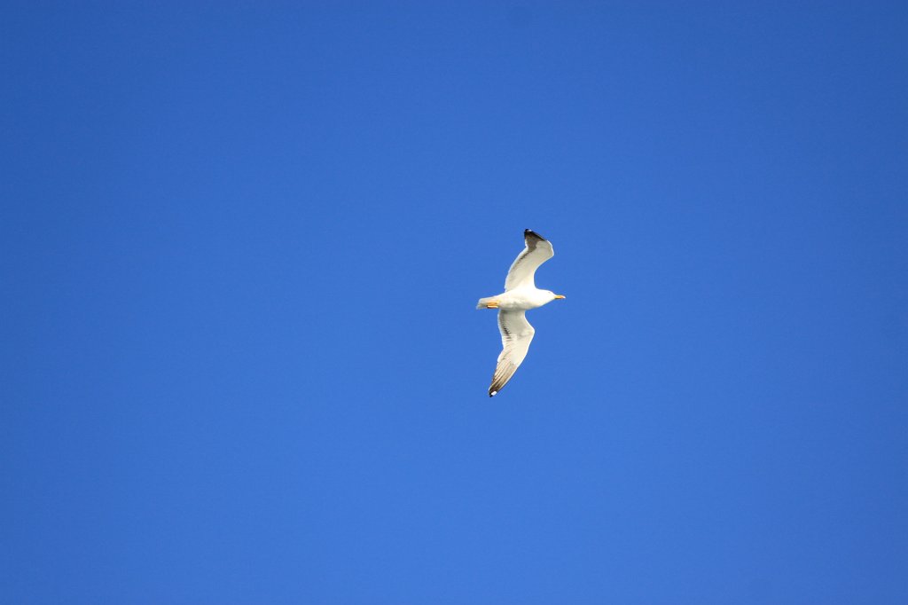IMG_9579.JPG - Seagull  http://en.wikipedia.org/wiki/Gull 