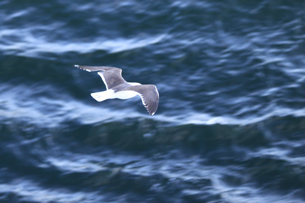 IMG_9592.JPG - Seagull  http://en.wikipedia.org/wiki/Gull 
