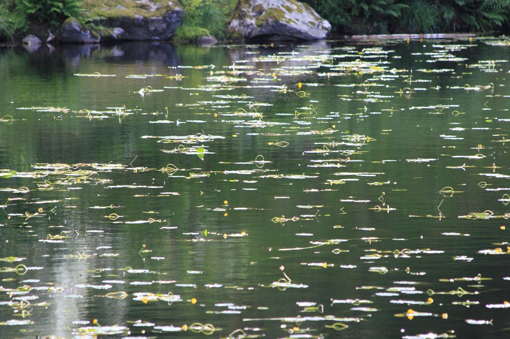 IMG_9758.JPG - Skomakerdiket