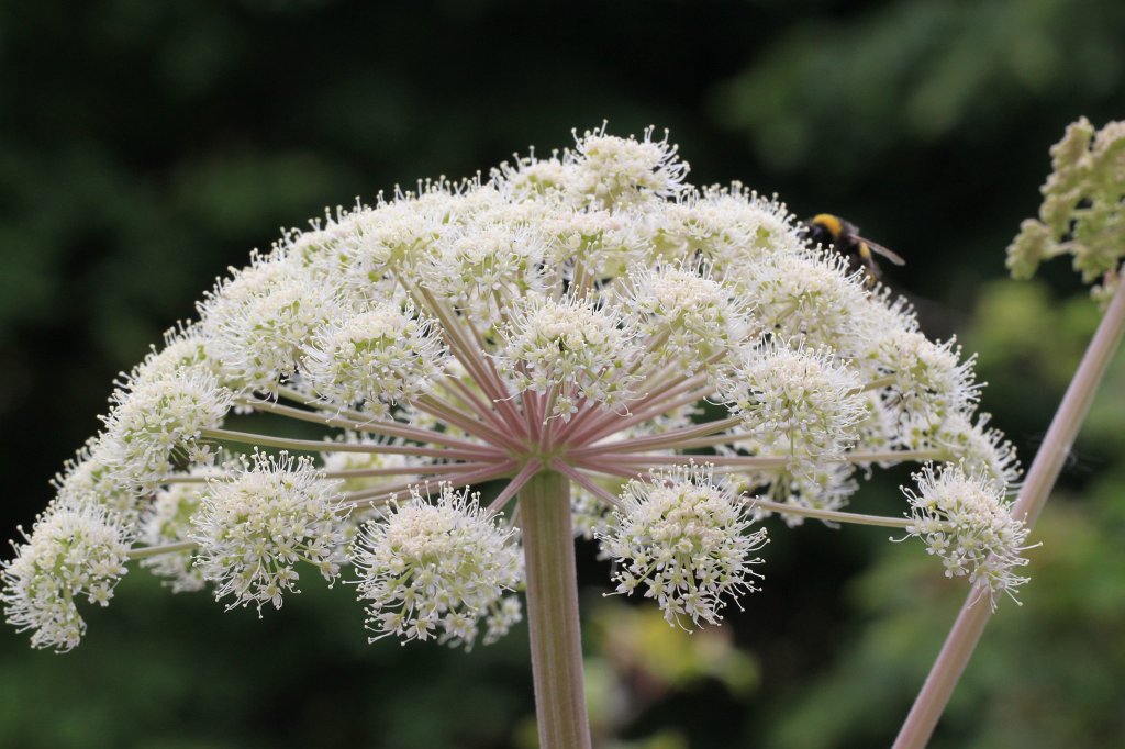 IMG_9911.JPG - Hogweed