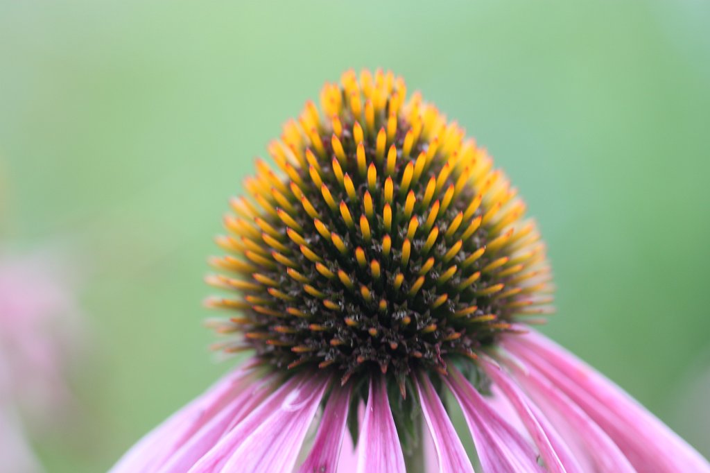 IMG_0952.JPG - Flower