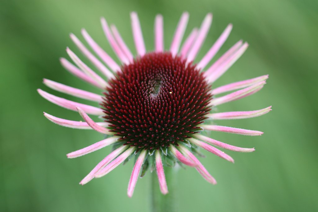 IMG_0954.JPG - Eupatorium fistulosum  http://en.wikipedia.org/wiki/Eupatorium_fistulosum 