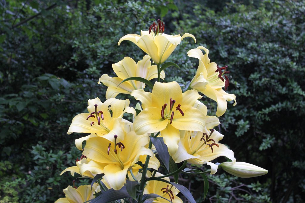 IMG_0965.JPG - Lilium Hybrid - Conca d'Or  http://en.wikipedia.org/wiki/Lilies 