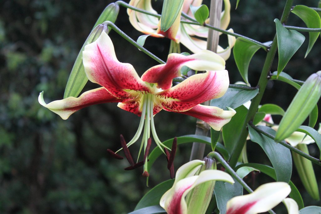 IMG_0972.JPG - Flower