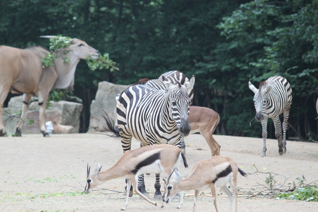 IMG_1018.JPG - Africa savannah