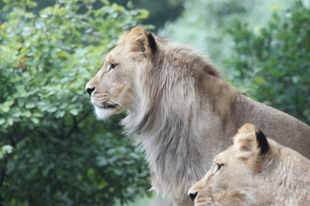 IMG_1066.JPG - Lions  http://en.wikipedia.org/wiki/Lion 