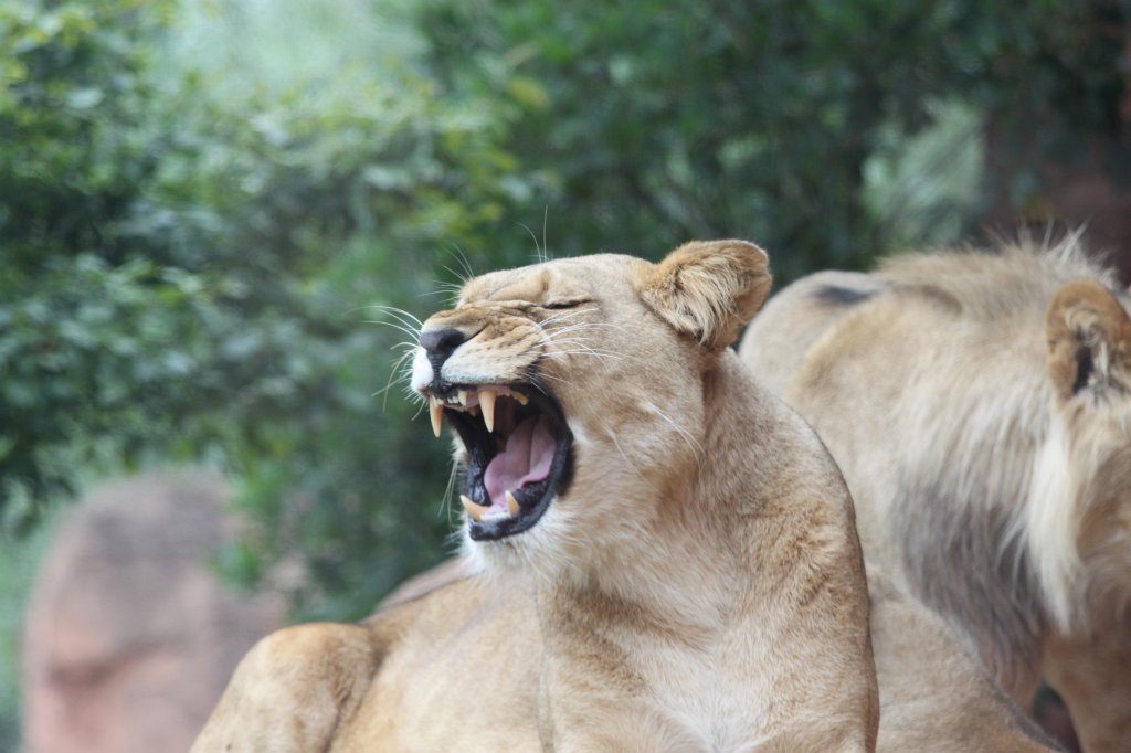 IMG_1072.JPG - Lions  http://en.wikipedia.org/wiki/Lion 