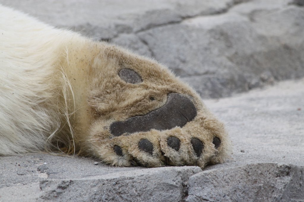 IMG_1099.JPG - Polar bear paw  http://en.wikipedia.org/wiki/Polar_bear 