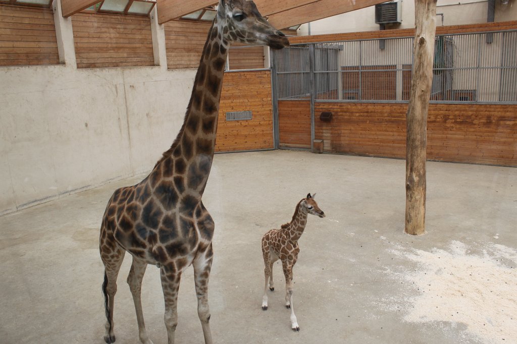 IMG_1194.JPG - Kalou & mother