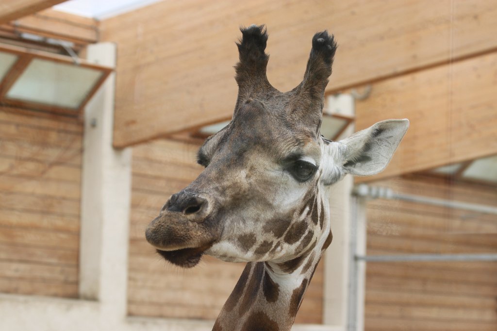 IMG_1195.JPG - Giraffe watching