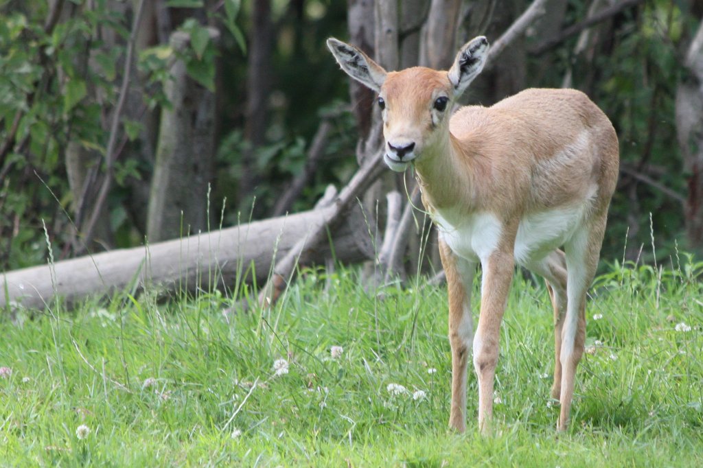 IMG_1299.JPG - Blackbuck  http://en.wikipedia.org/wiki/Blackbuck 