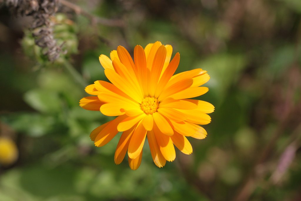 IMG_1302.JPG - Flower